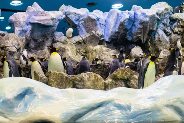 Dubai Aquarium and Penguin Encounter